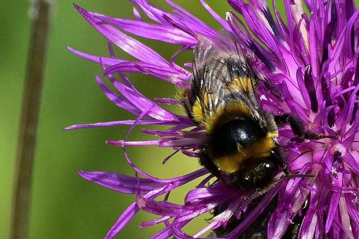 Bombus confusus paradoxus